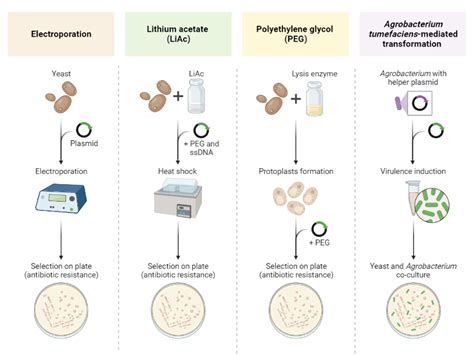 liac solution has ppts after autoclaving|4 Transformation of Yeast by the Lithium Acetate/Single.